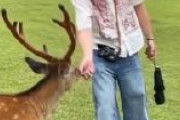 【これは酷い】中国人、奈良公園のシカに糞を食べさせようとする