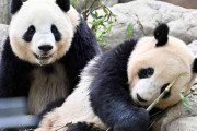 上野のパンダ2頭、27日に中国返還　事前抽選の最終観覧は25日