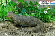 【朗報】奄美のマングース、ついに根絶を達成！