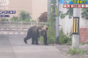 【ヤバイ】札幌市の住宅街に7日連続でクマ現れる！猟友会に出動を要請