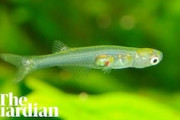 【動画】体長12mmの極小の魚が140デシベルの爆音を発している事が判明。