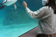 【画像】水族館に来た女さん、ペンギンのケツの穴を嗅がされ無事死亡・・・・。