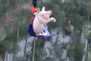 【動画】豚さん、バンジーさせられて悲鳴を上げてしまうｗｗｗｗｗｗｗ