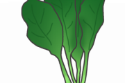 【謎】『ほうれん草』とかいう草にしてはあまりに美味すぎる謎の草ｗｗｗｗｗｗｗｗｗ