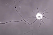 「脳細胞ってこんな風に繋がろうとしているんだ…」単一の神経細胞が接続しようとする動き