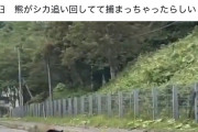 【悲報】鳥、ヒグマに論破されて謝罪