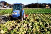 【飲食】農家泣く泣く廃棄の決断、大根出荷1箱14本で10円以下…「箱代が1箱100円。出荷しても利益は出ない」