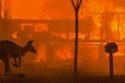 【悲報】　カンガルー島のカンガルー、80%が焼け死ぬ・・・