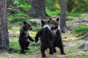 【画像】陽気に輪になって踊る小熊がかわいすぎるｗｗｗこれ人間入ってんだろｗｗｗｗｗ