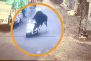 インドの牛、盗んだバイクで走り出す