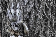 【画像】フクロウの保護色ってすげーよな
