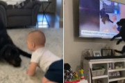 赤ちゃんと遊んであげる優しい犬が、テレビ画面の中の自分に大はしゃぎする姿が可愛い