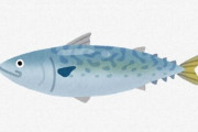 結局さあ　サバが一番うまい魚なのではないか？