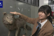 都内の女子中学生が発見！絶滅したニホンオオカミのはく製は本物？