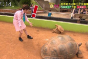 【画像】カメさん、女子アナの前で交尾を始めてしまうｗｗｗｗ