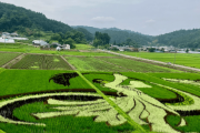 【街のアート】羽生結弦さんと白龍の田んぼアートが見ごろにー宮城県角田市
