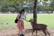 【奈良公園】中国人「突然シカに襲われ、シカの角で太ももにケガをした」とSNS投稿　なお角は生えていない模様