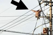 女性が電柱を上り電線にしゃがみ込んで 周辺一時停電の大騒ぎに　徳島