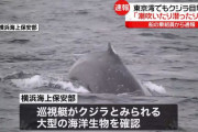 今度は東京湾にクジラ迷い込む 何かの前兆か？！