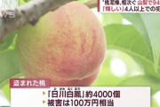 【終国】メルカリで桃を大量に販売してたのは外国人？日本人に誹謗中傷され心を痛めている模様?