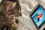 【ねこ画像】時間を自由に操る猫さん…もしかしてごはんの時間が早く来るようにしてるんでしょうかwww