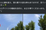 【画像】ダイハツさん店舗前の木々を紹介してしまう...一体何モーターに対するあてつけなんだ...