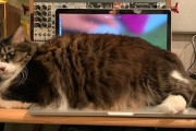 【悲報】猫、CPU使用率を100%にしてしまう