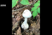 【長野】「ドクツルタケ」「コテングタケモドキ」と見られる有毒キノコ食べ20代男性が死亡…全国で死亡事例は令和に入り3例目