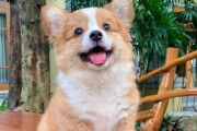 犬「散歩必須です。うるさいです。躾いります。臭いです」←人気