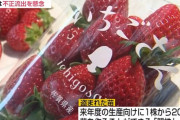 【悲報】佐賀県、新品種のいちご親苗盗難　海外流出に懸念