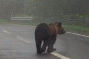 【悲報】熊さん出没のニュースが毎日、報道される・・