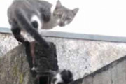 ネコの親子が壁を登っていた。ママ待って～！ → 子猫、がんばります…
