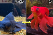 ペットショップで死にかけの黒い金魚を購入。健康と赤色を取り戻すまでの物語