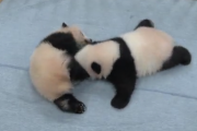 【動画あり】上野動物園さん、全ての感情を浄化するジャイアントパンダ動画を公開してしまう・・・