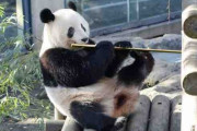 上野動物園のパンダのシャンシャン 返還は来年5月まで延長へ