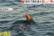 海上保安官「流木があります」→海を泳ぐシカだった…愛媛伊方町沖で目撃！