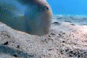 【動画】潜り上手。一瞬で砂の中に潜れるお魚さんの映像。