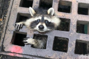 【画像】排水溝の鉄格子にはまってしまったアライグマ、かわヨくて人気になるｗｗｗｗｗｗｗｗ
