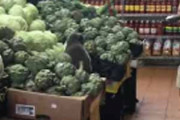 【ネコ】 スーパーに行ったら野菜売り場に何かいる。もふもふ、モグモグ♪ → それはビーガン猫でした…