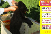 「大きくなってきたのでいつか殺さなければならないと思っていた」無許可で飼っていた子グマを射殺