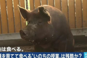 教師「育てた豚、どうする？」 児童「下級生に託す」 教師「食肉処理場に送ります」
