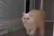ネコが部屋に入ってきた。キャットタワーの前を走り抜ける → と思ったらこのアクションです…