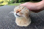 【画像】猫のこういう座り方かわいいｗｗｗｗｗｗｗｗ