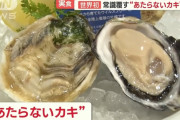 【朗報】「あたらない牡蠣」、誕生するｗｗｗｗ世界初の完全陸上養殖に成功