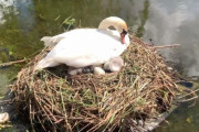 「イギリスいち不運な白鳥」10年目にして初めてヒナのふ化に成功