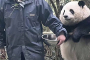 【画像】デブすぎてご飯を没収されたパンダ、嘆願