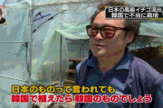 【民度】韓国の農家「日本の品種だろうが韓国で植えれば韓国の物」「日本のシャインマスカットをパクったら儲かったので次の品種を探していた」
