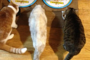 【ねこ画像】こうやって並んでごはん食べてると仲が良さそうに見える、家の前で寒そうにニャーニャー言ってたから思わず家入れちゃった　ほか【再】