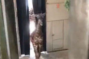 【動画】キリンさん、かわいい