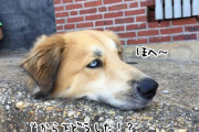 犬の首から下どうした！？ネットがざわついた1枚の画像